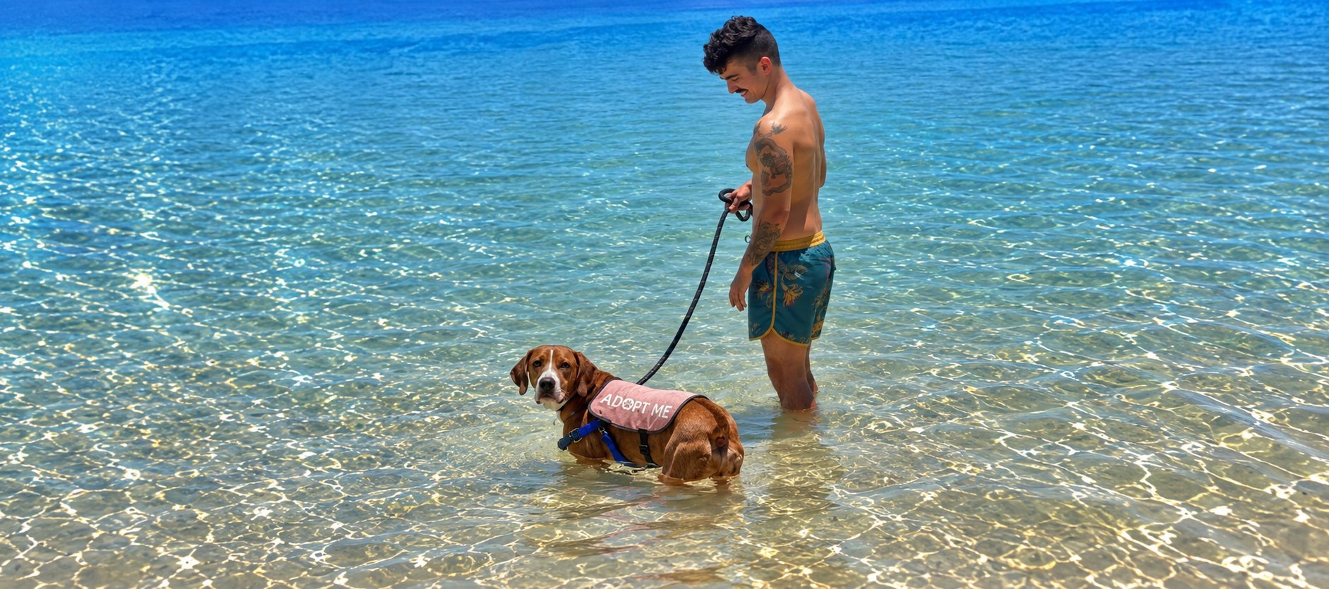 A shelter dog in an Adopt Me vest standing in turquoise water beside a volunteer