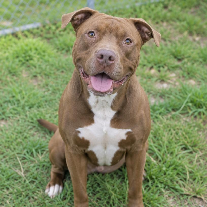 Mango, example dog profile